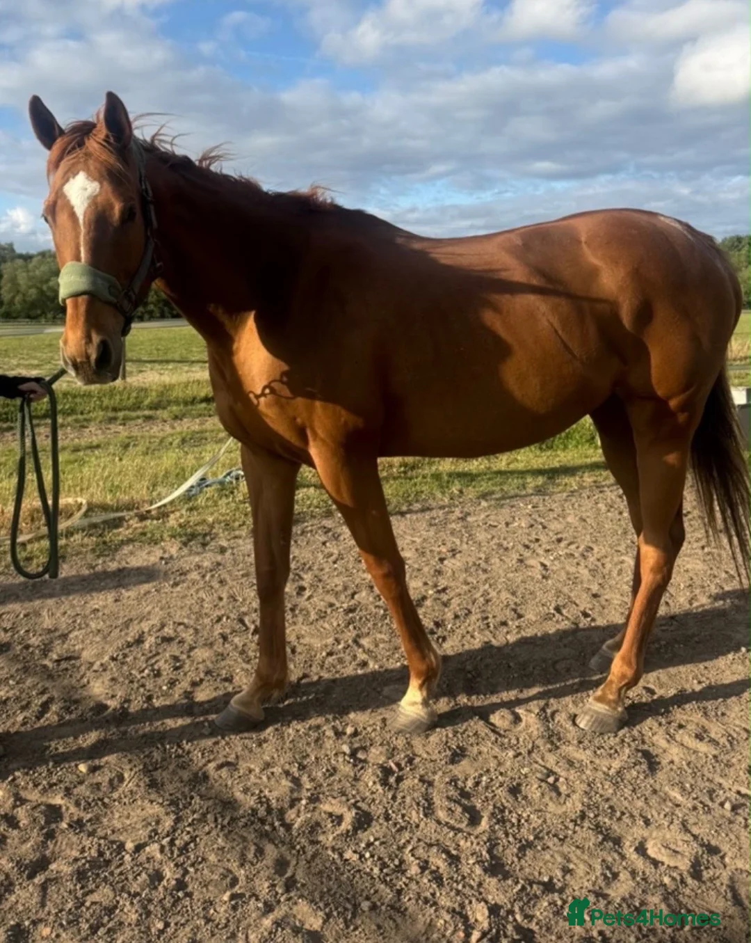 English Thoroughbred horses for sale: 15.2 Chestnut Mare - Advert 2