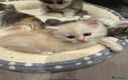 Mixed Breed cats for sale: Beautiful Perdoll Kittens🐾 - Advert 16