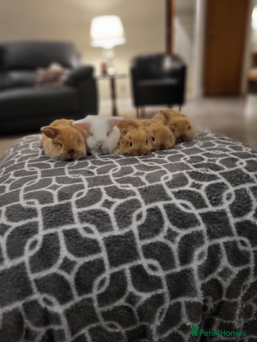 Mini Lop rabbits for sale: Gorgeous Mini Lop Bunnies ready in 2 weeks Reserve - Advert 10