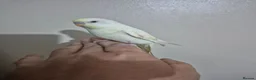 Budgerigars birds for sale: Hand tame budgies  - Advert 3