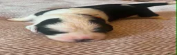Old English Sheepdog dogs for sale: Old English Saints  - Advert 4