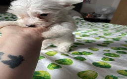 Yorkshire Terrier dogs for sale: 6 lovely Yorkshire puppies  - Image 1