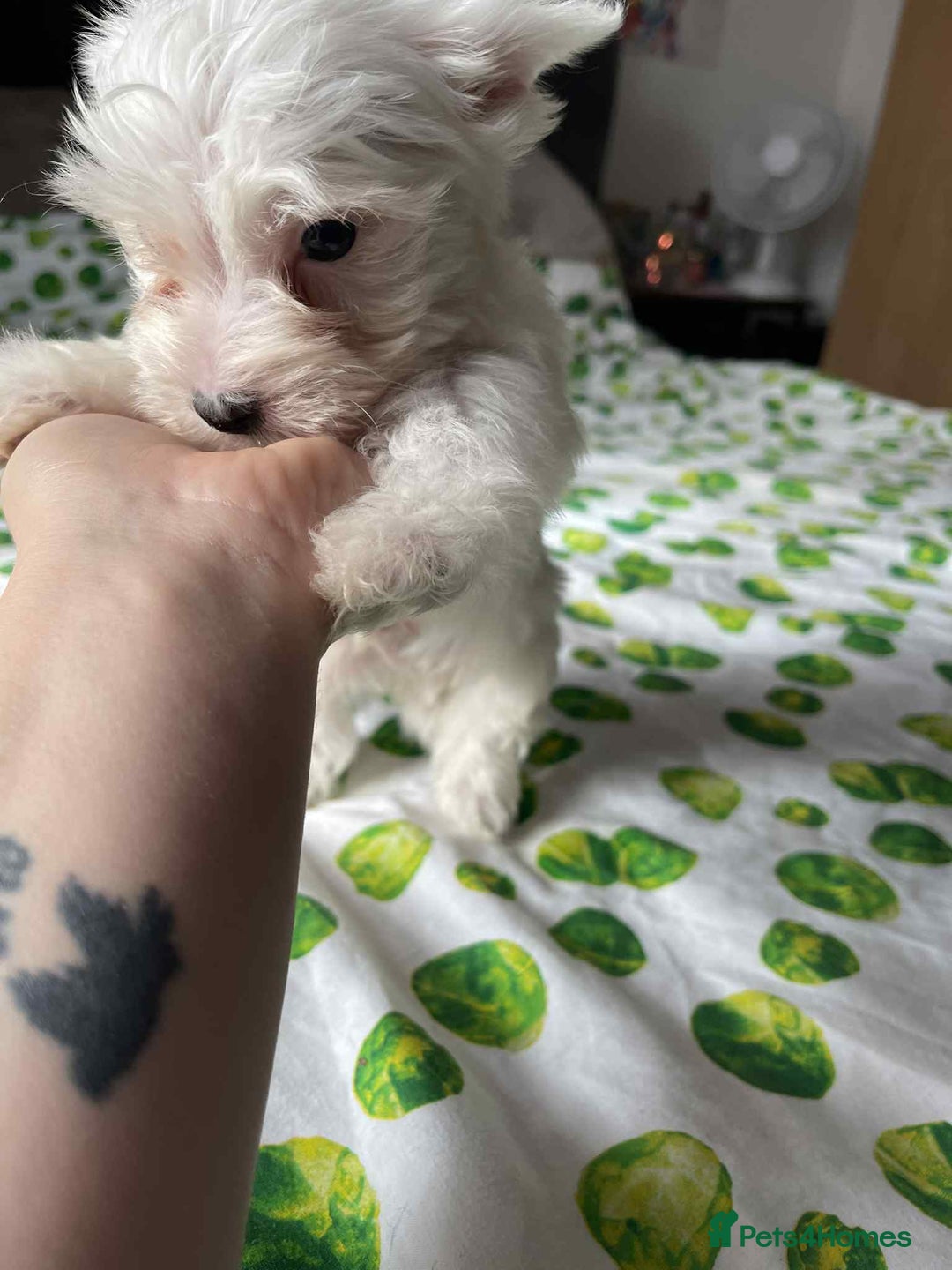 Yorkshire Terrier dogs for sale: 6 lovely Yorkshire puppies  - Image 1