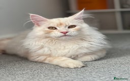 Maine Coon cats for sale: Cat for re home  - Image 1