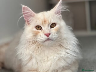 Maine Coon cats for sale - Advert 1