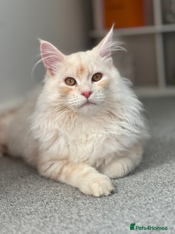 Maine Coon cats - Advert 16