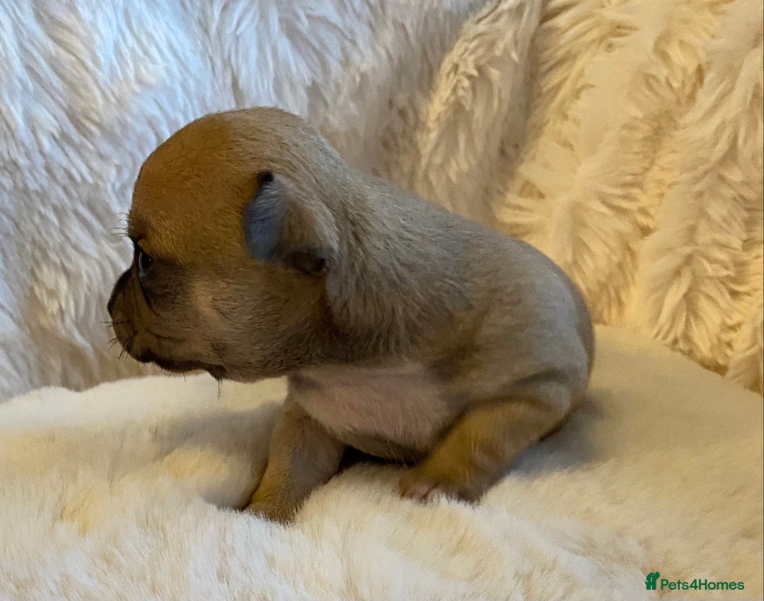 Chihuahua dogs for sale: Stunning Chihuahuas  - Advert 14