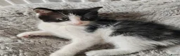 Mixed Breed cats for sale: Gorgeous kittens  - Advert 12
