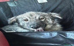 Mixed Breed dogs for sale: Adorable ODY - Image 4
