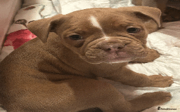 Old Tyme Bulldog dogs for sale: Old Tyme Bull Dog Puppies ( 8 weeks old) - Advert 4