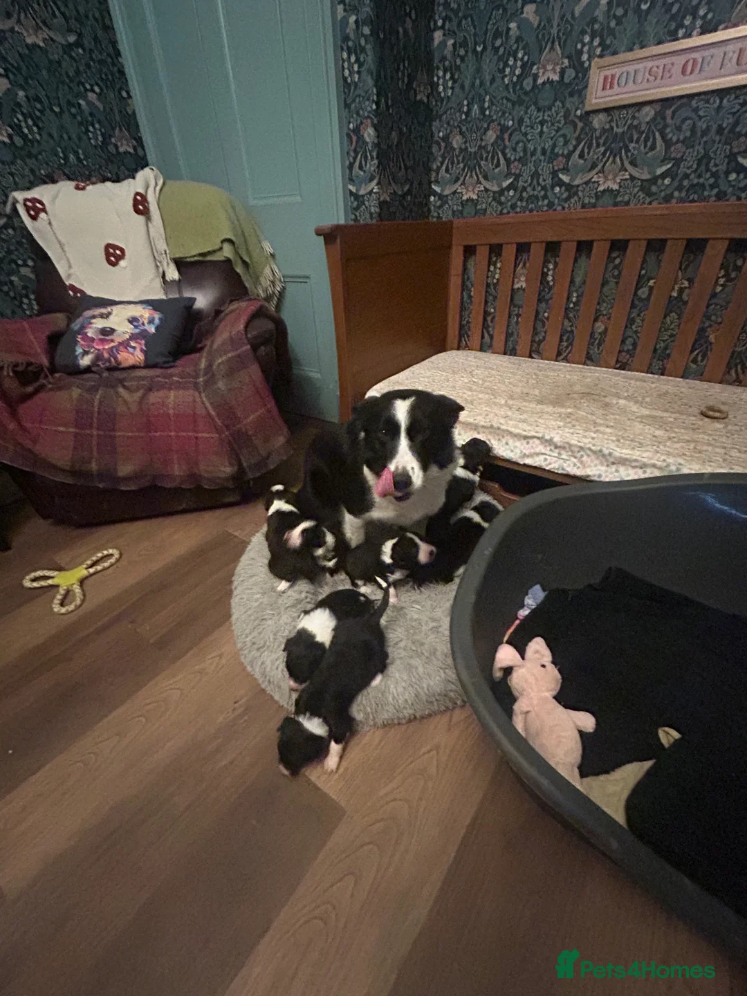 Bordoodle dogs for sale: Gorgeous Collie x poodle pups  - Advert 1