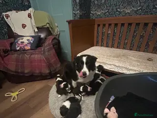 Bordoodle dogs Gorgeous Collie x poodle pups - Advert 5