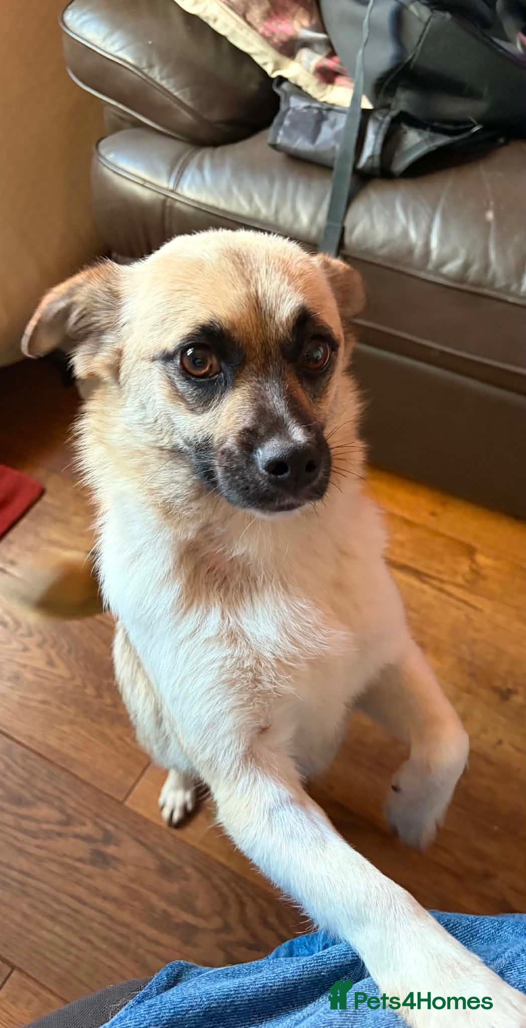 Mixed Breed dogs Kiko  - Advert 1
