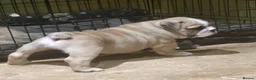 English Bulldog dogs for sale: Stunning red/white kc reg English bulldog puppies  - Advert 20
