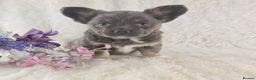 Chihuahua dogs for sale:  Chihuahua X French Bulldog Puppies  - Advert 2