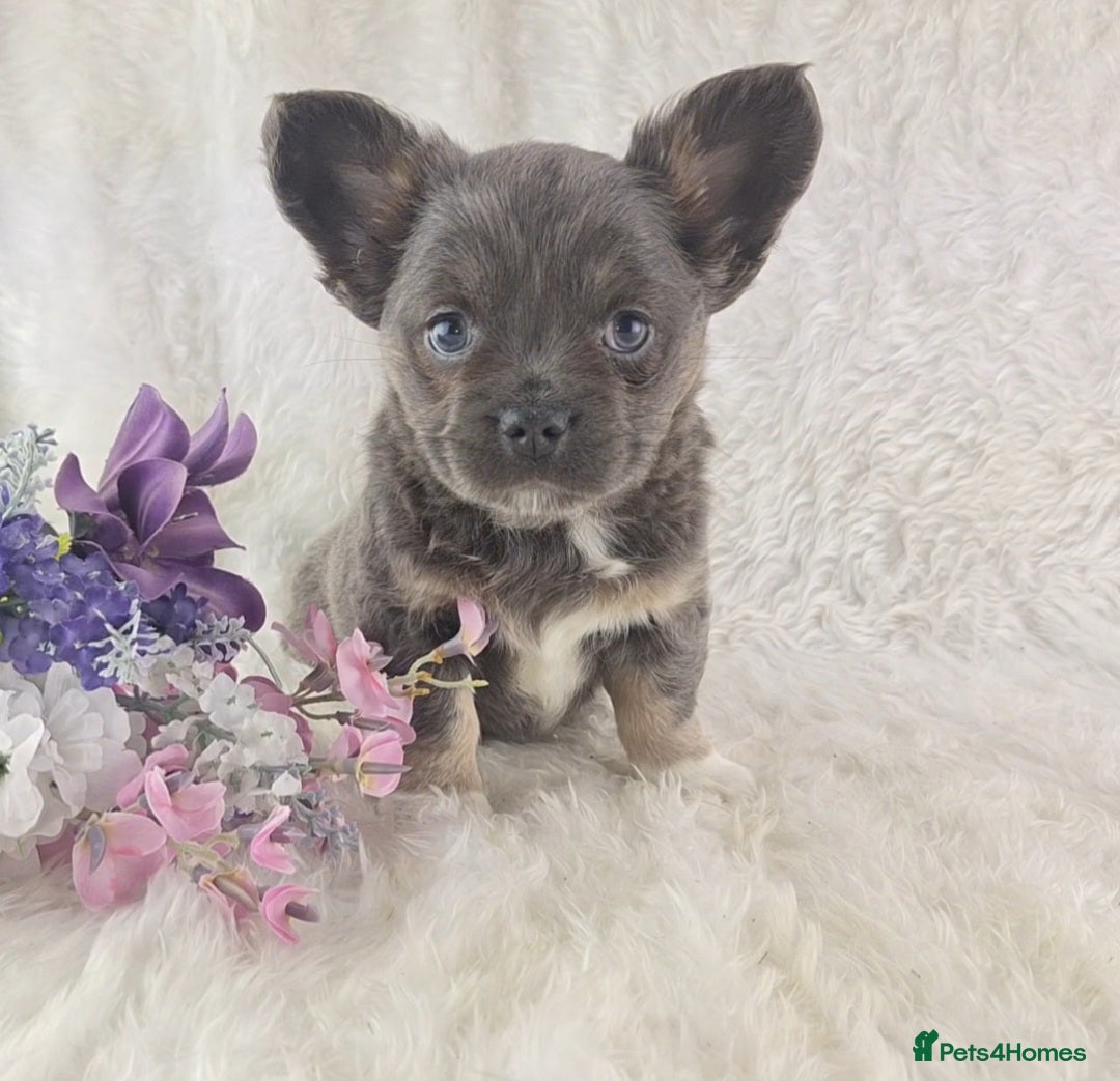 Chihuahua dogs for sale:  Chihuahua X French Bulldog Puppies  - Advert 2