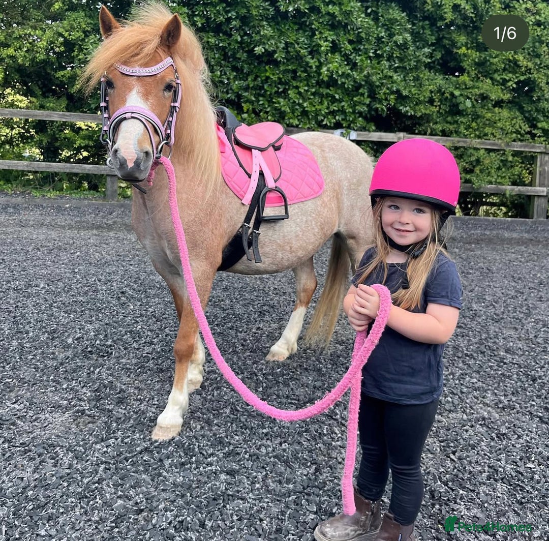 Welsh Section A horses for sale: Toni The Pony 10.3hh Mare 🦄 - Image 11