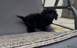 Cockapoo dogs for sale: Cockapoo Puppies  - Image 5
