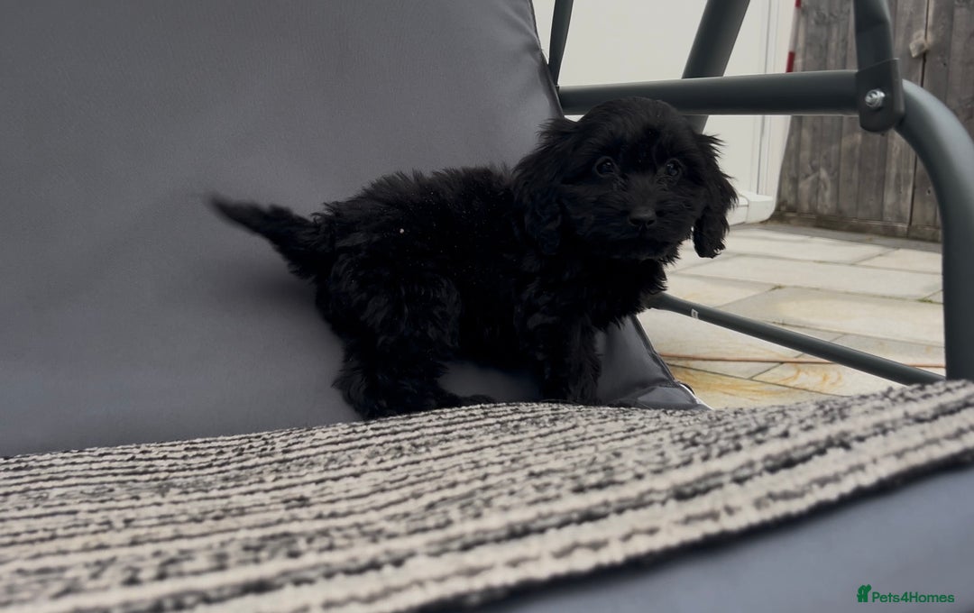 Cockapoo dogs for sale: Cockapoo Puppies  - Image 5