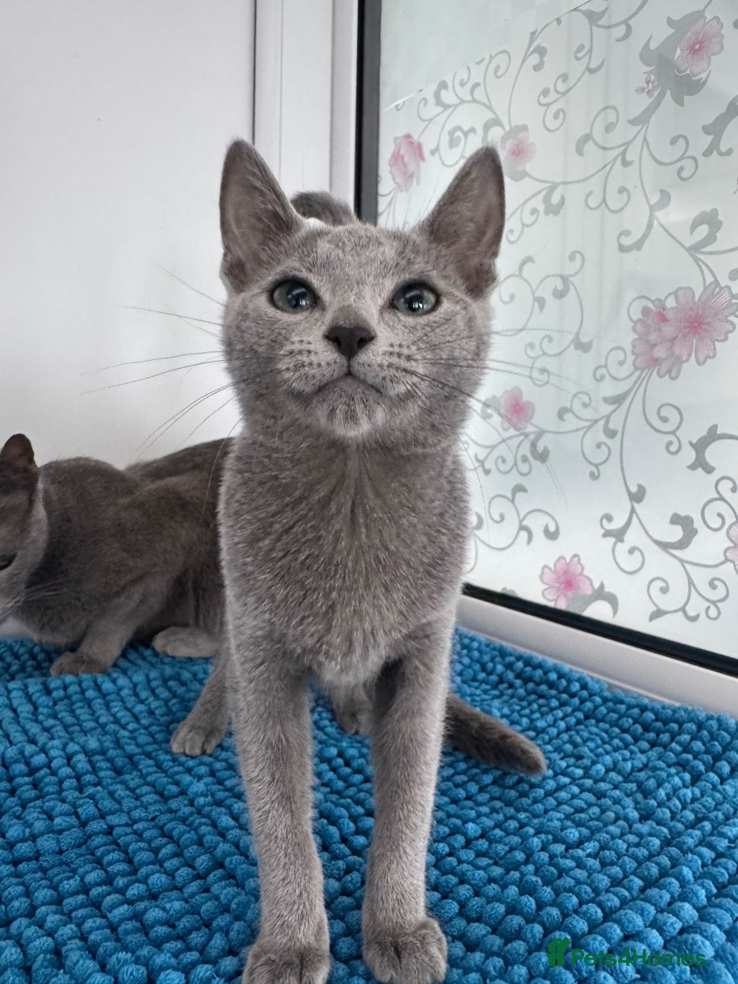 Russian Blue cats Very loving Russian Blue kittens - Advert 7