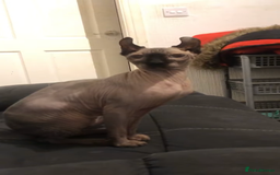 Sphynx cats for sale: Elf sphinx - Image 3