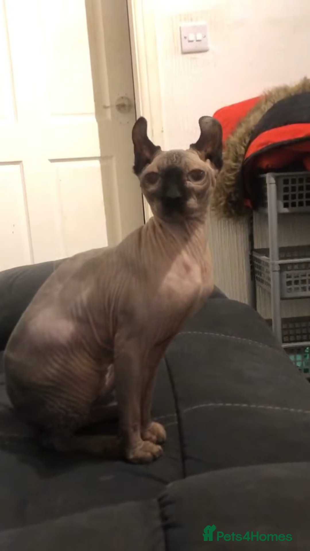 Sphynx cats for sale: Elf sphinx - Image 3