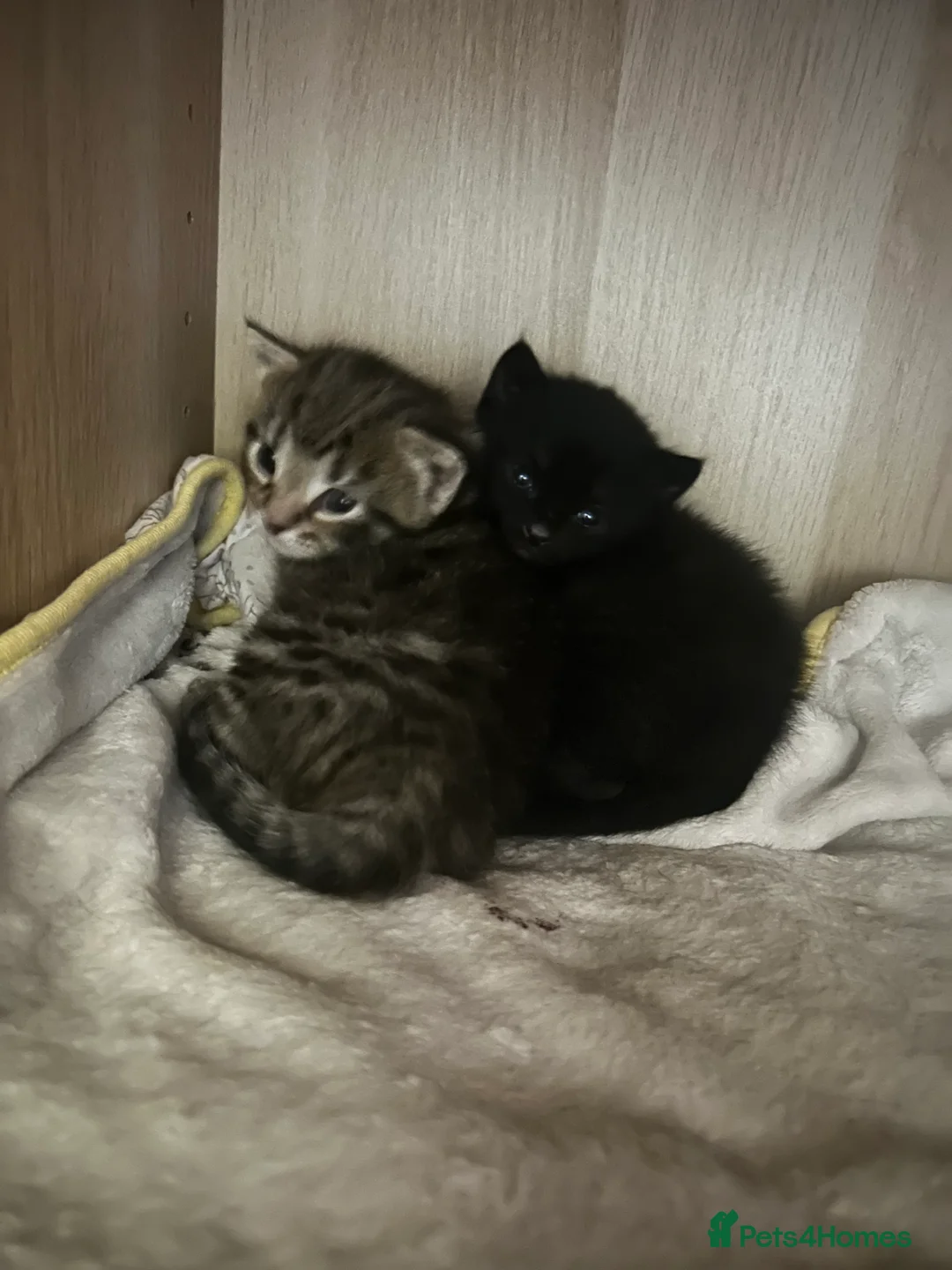 Mixed Breed cats for sale: Beautiful kittens  - Advert 40