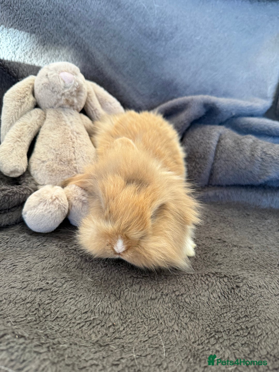 Mixed Breed rabbits for sale: Beautiful friendly baby bunnies ready in 4 weeks  - Advert 16