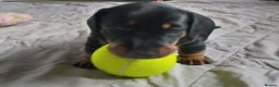 Miniature Dachshund dogs for stud: KC Chocolate dapple boy for stud very gentle. in Skegness - Advert 26