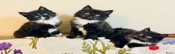 Mixed Breed cats for sale: 4 Beautiful TUXEDO Kittens Available <3 - Advert 13