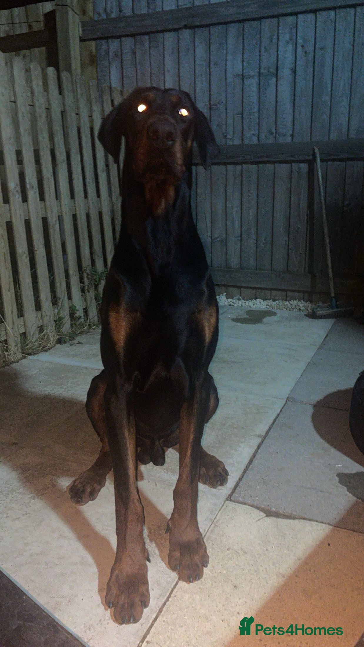 Dobermann dogs Doberman for sale  - Advert 4