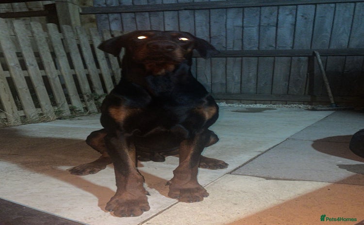Dobermann dogs Doberman for sale  - Advert 2
