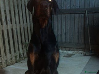 Dobermann dogs Doberman for sale - Advert 5