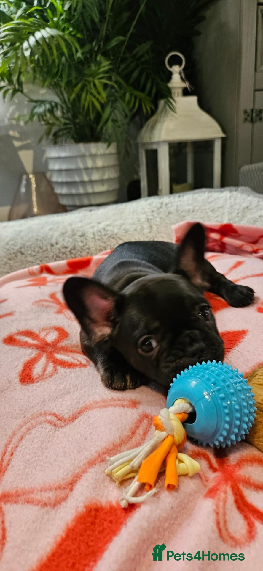 French Bulldog dogs 🐶 2 puppies still available   - Advert 1