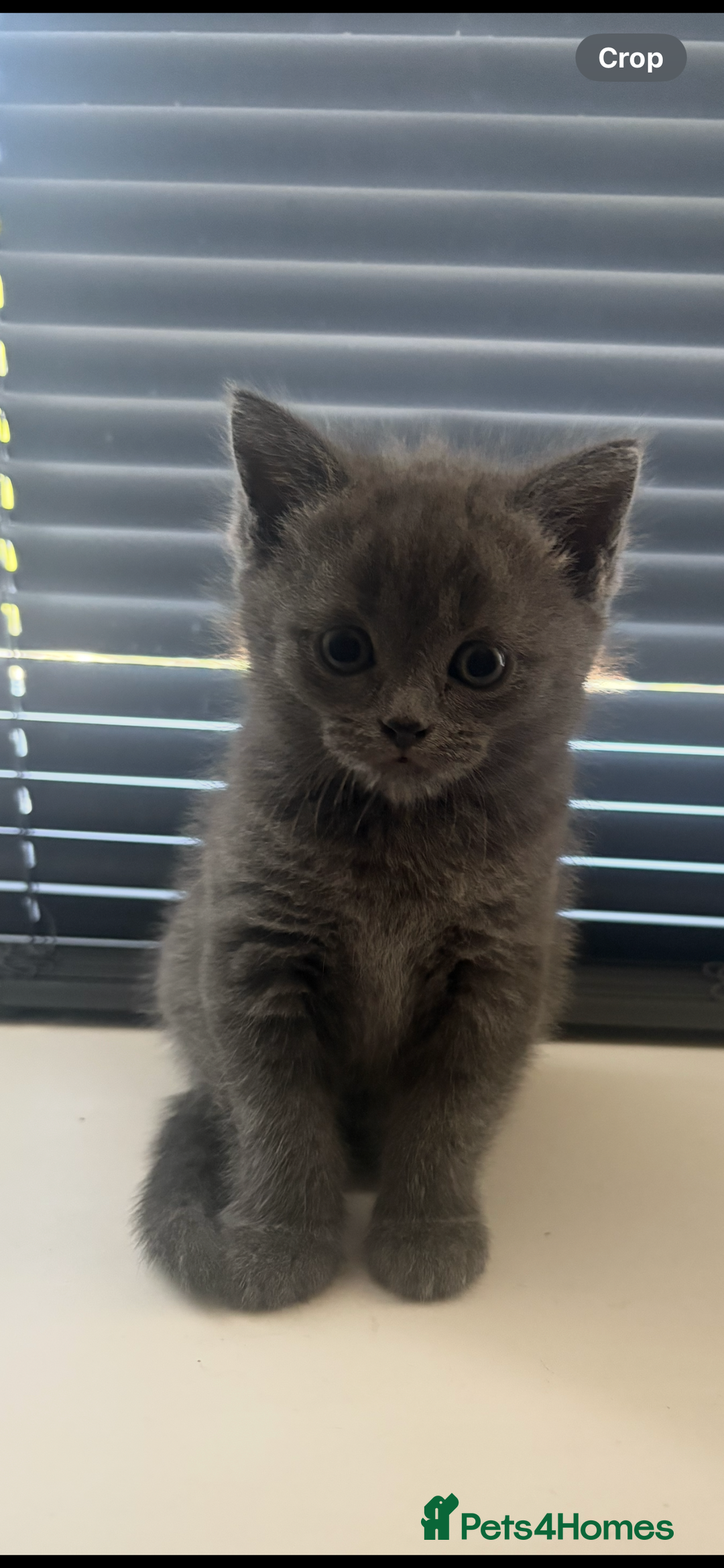 British Shorthair cats for sale: British shorthair kittens  - Image 3