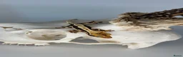 Gecko reptiles for sale: Baby Lilly white & harlequin crested geckos  - Advert 8