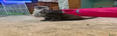 Gabby