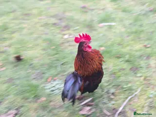 Chickens poultry Serama chicken - Advert 4