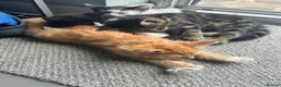 Siberian cats for sale:     Beautiful Siberian Cross Kittens - Advert 7