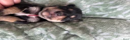 Mixed Breed dogs for sale: King Schnauzer (Cavalier, Cross mini Schauzer)  - Advert 18