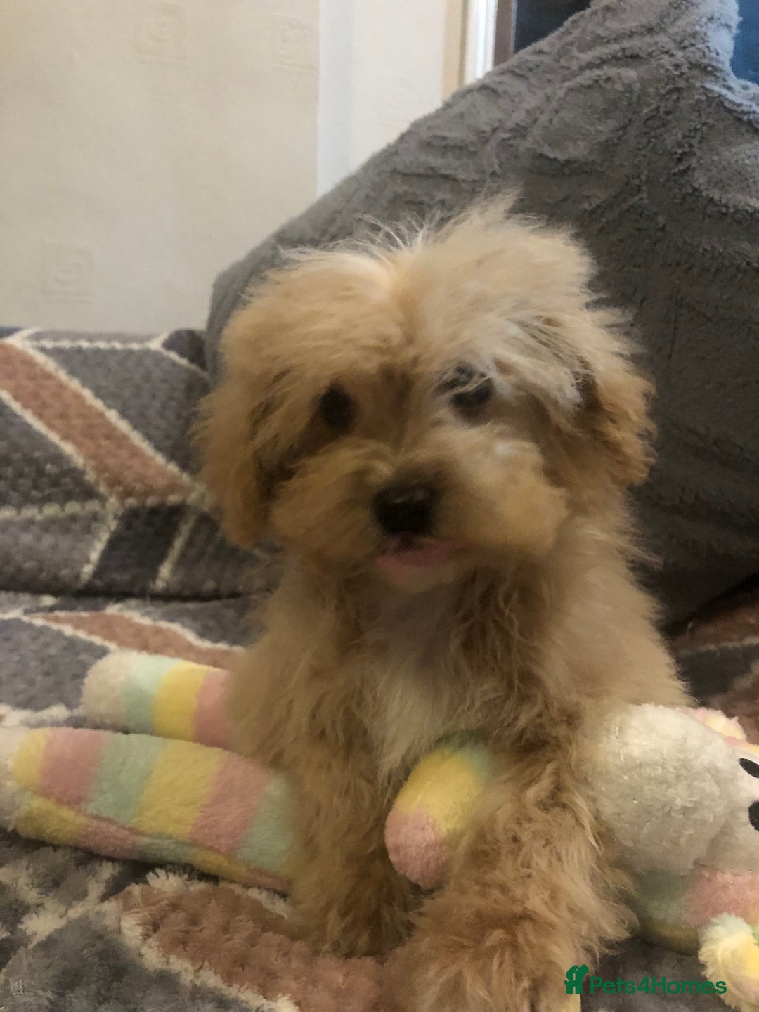Maltipoo dogs for sale: Maltipoo puppies for sale  - Advert 3