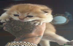 Scottish Fold cats for sale: GOLDEN CHINCHILLA SCOTTISH FOLDS - Image 6