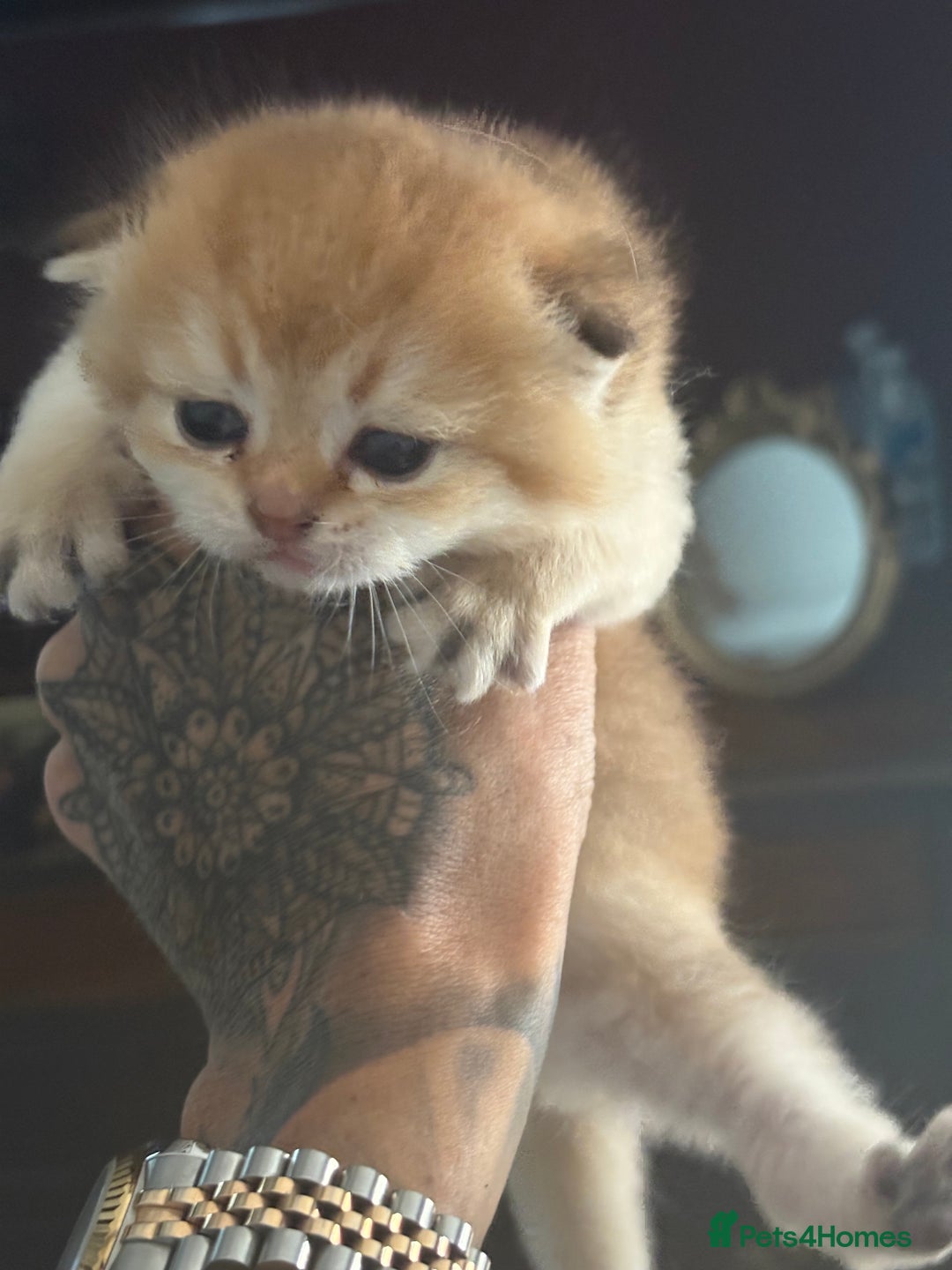 Scottish Fold cats for sale: GOLDEN CHINCHILLA SCOTTISH FOLDS - Image 6
