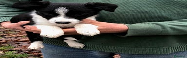 Border Collie Puppy 2