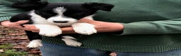 Border Collie dogs for sale: Adorable Border Collies - Advert 4