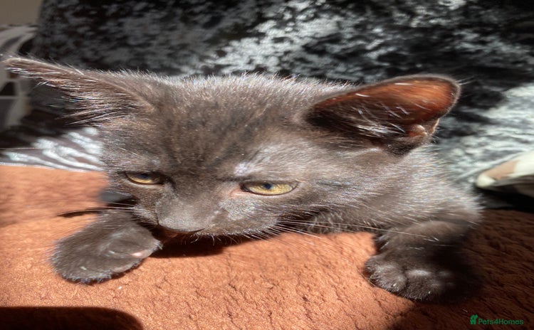 Domestic Shorthair cats in Worthing - Advert 5