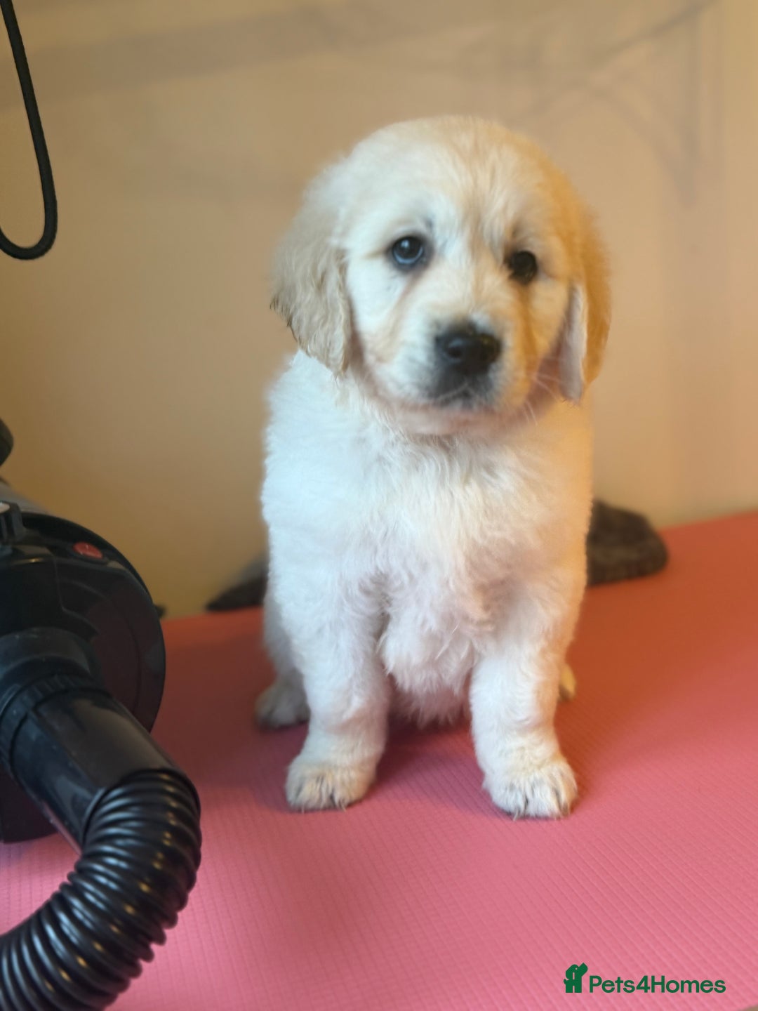 Golden Retriever dogs for sale:  FULLY HEALTH TESTED PARENTS - Advert 2