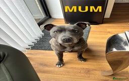 Staffordshire Bull Terrier dogs for sale: Beautiful Blue Stafford bullterriers - Image 2