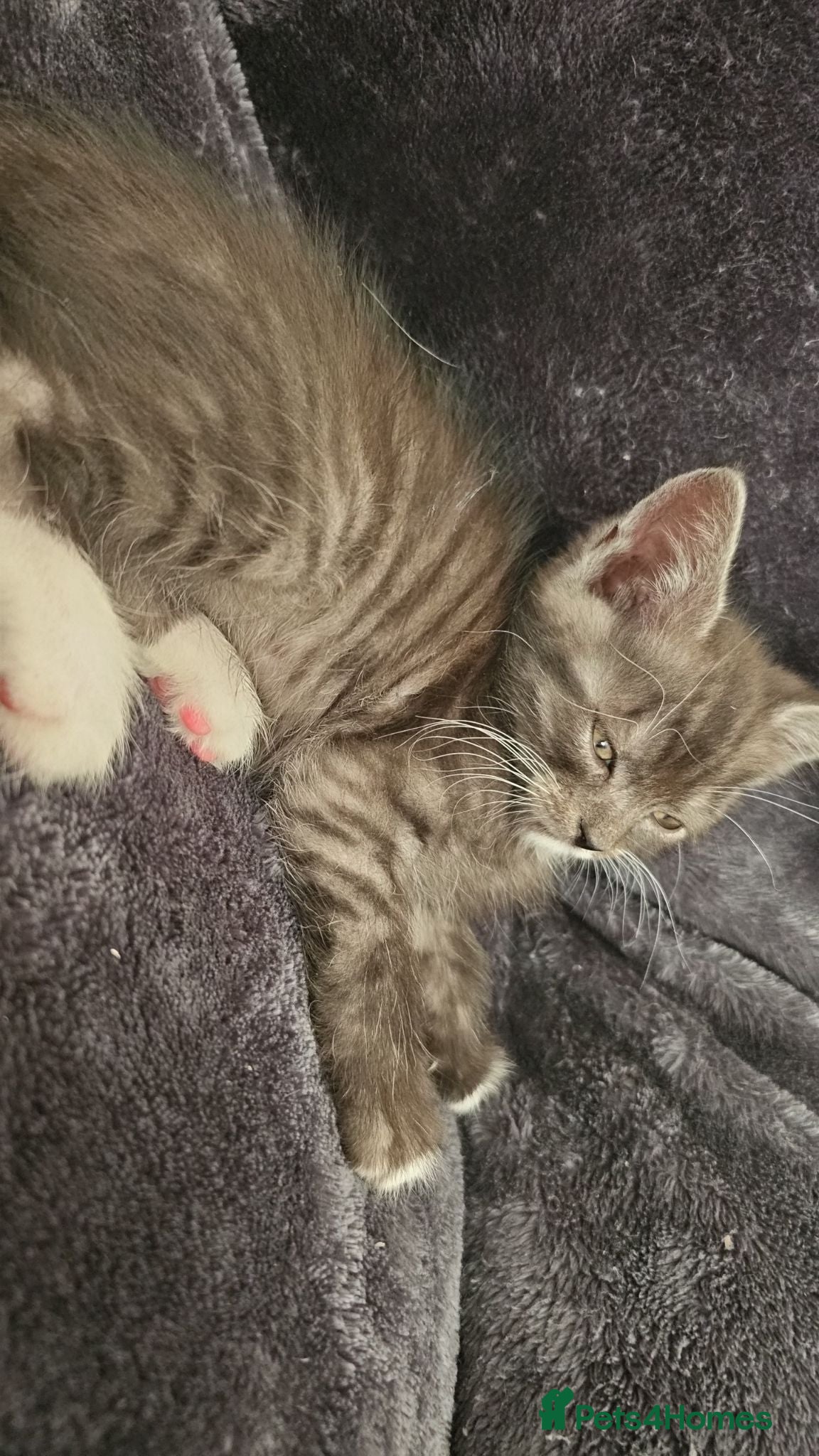 Mixed Breed cats Beautiful Persian X kittens  - Advert 2