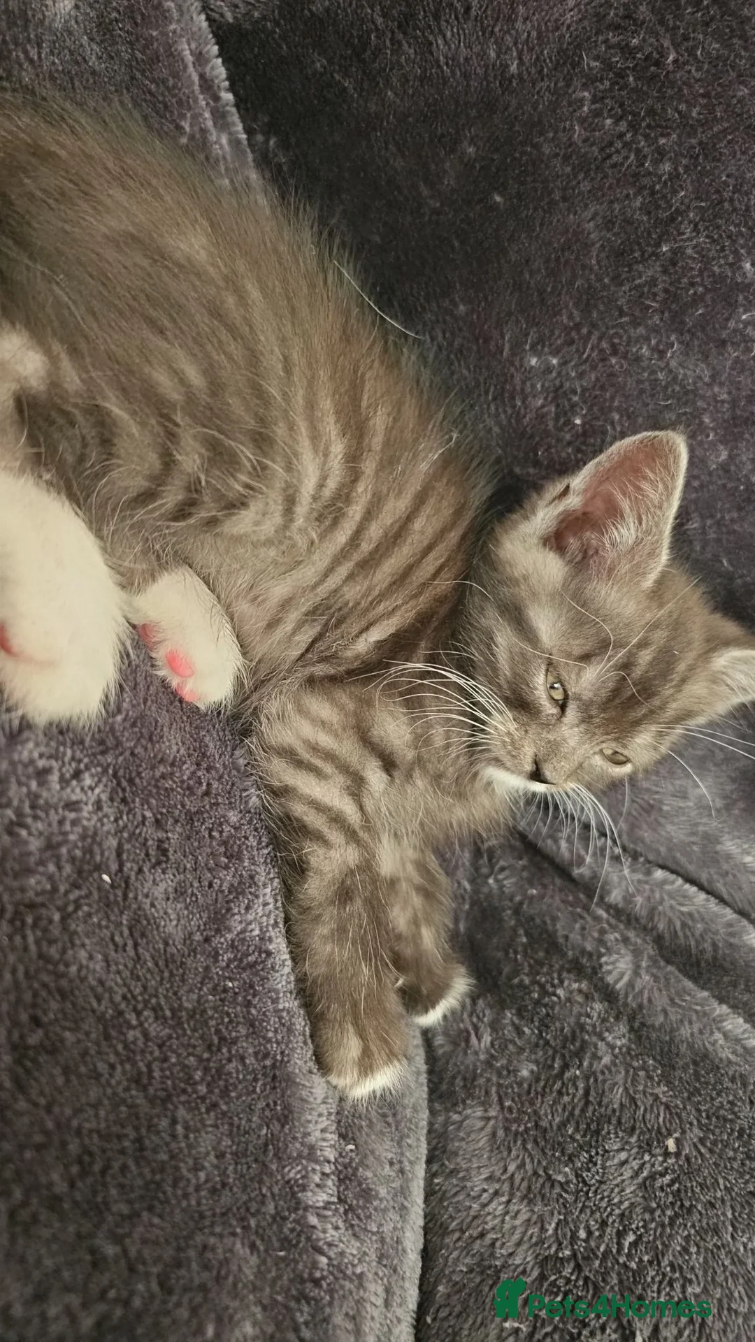 Mixed Breed cats for sale: Beautiful Persian X kittens  - Advert 1